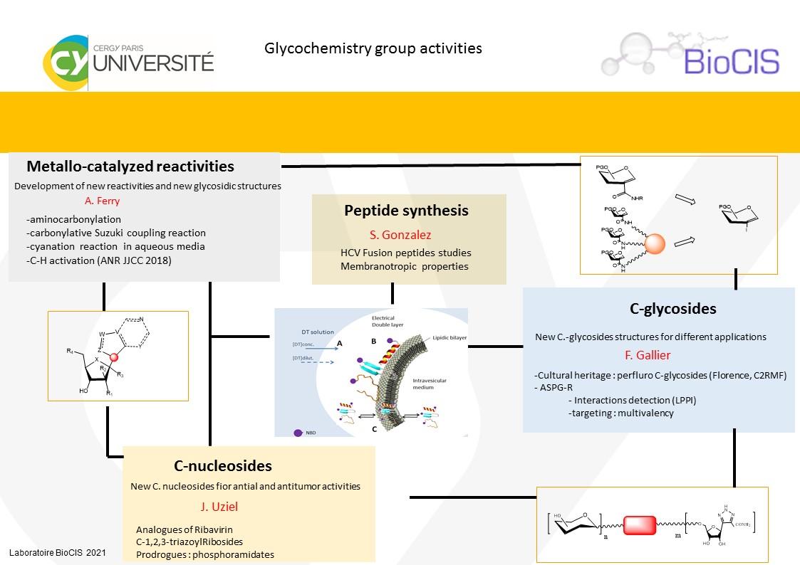 glycochemistry group activities