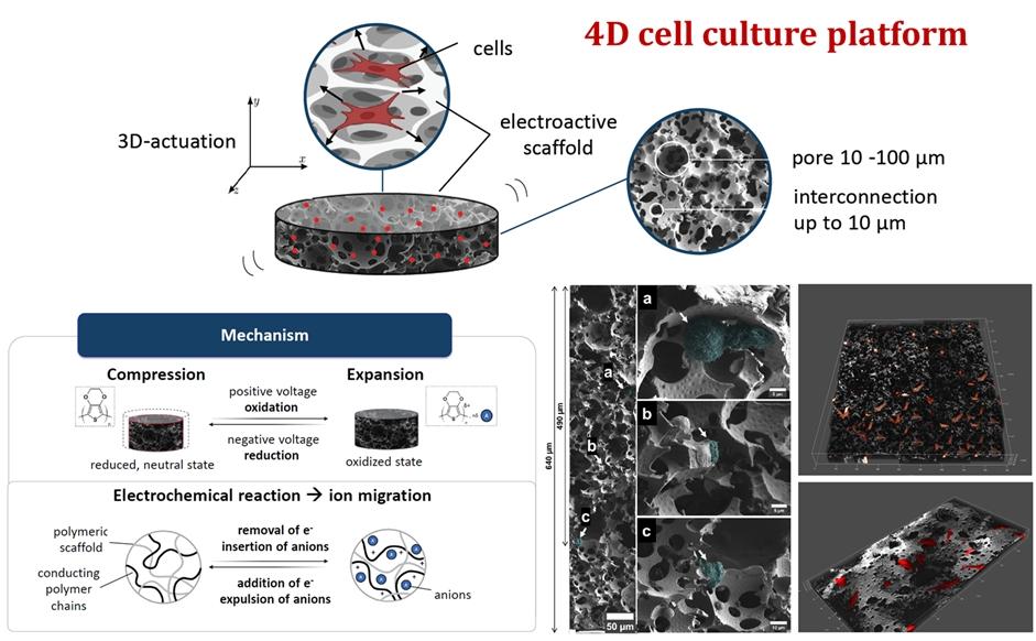 Graphical Abstract 4DEBIOCELL Project
