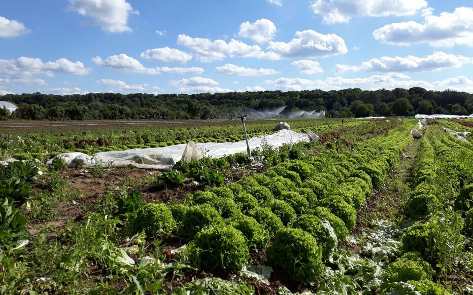 Plaine maraichère de Cergy 