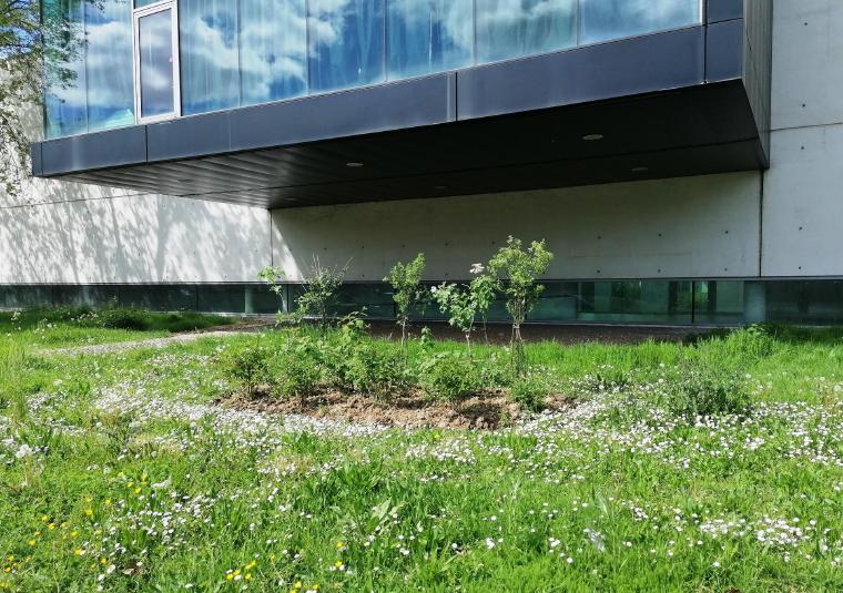 Plus d'arbres sur les campus universitaires