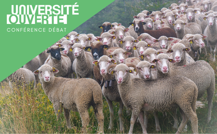 Imitation, démocratie et intelligence collective chez les moutons
